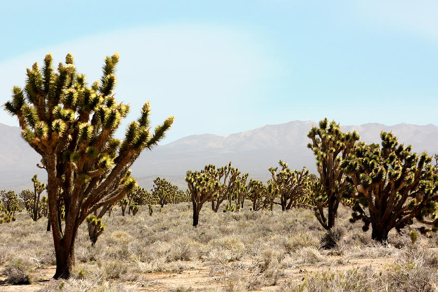 Desert Photograph - Joshua Tree by Gravityx9  Designs