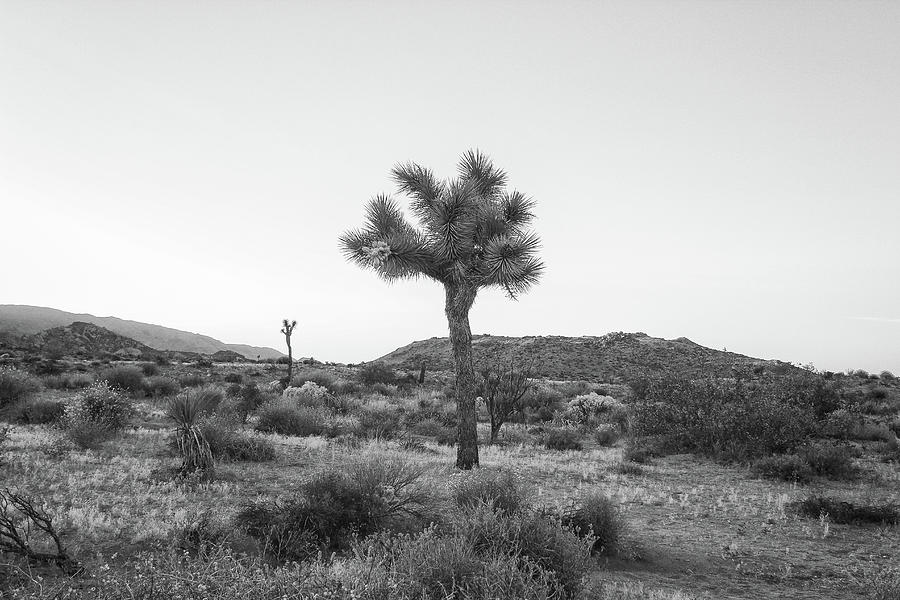 Joshua Tree in Black and White Photograph by Alison Frank