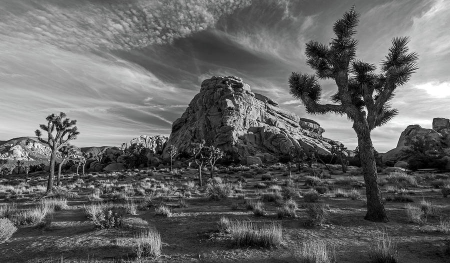 Joshua Tree in Black and White Photograph by Eric Albright