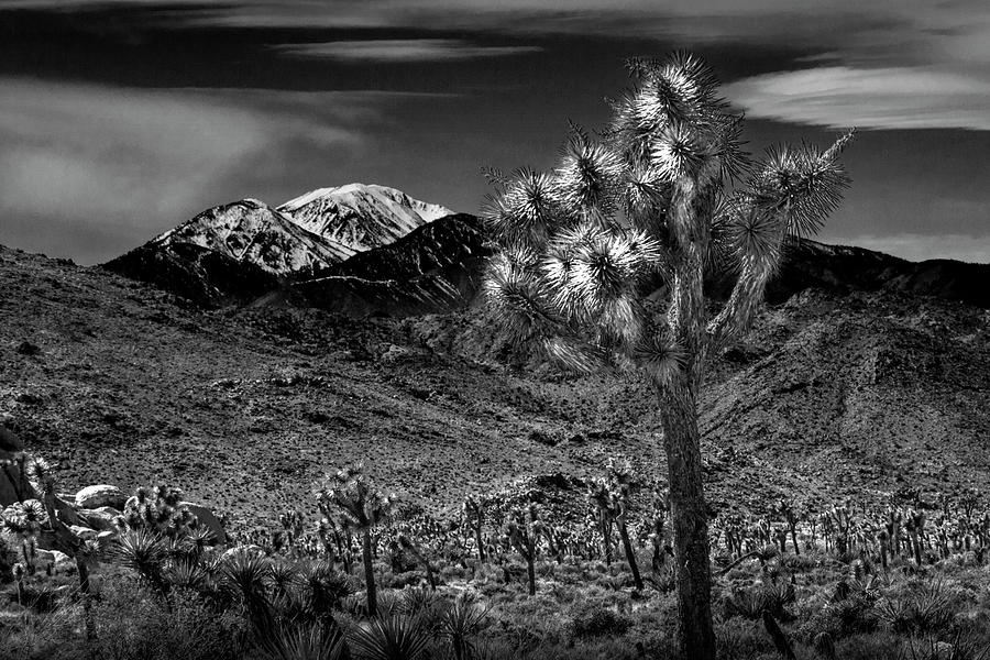 Joshua Tree in Black and White in Joshua Park National Park with the Little San Bernardino Mountains Photograph by Randall Nyhof