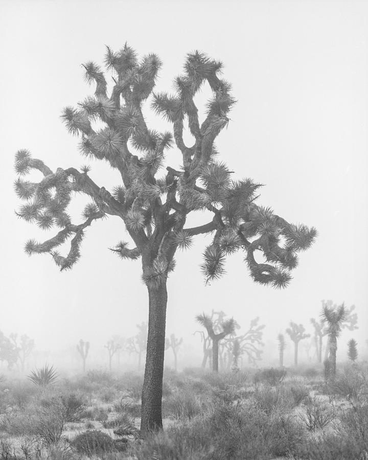 Joshua Tree National Park Photograph - Joshua Tree in Fog 2 by Alex Snay