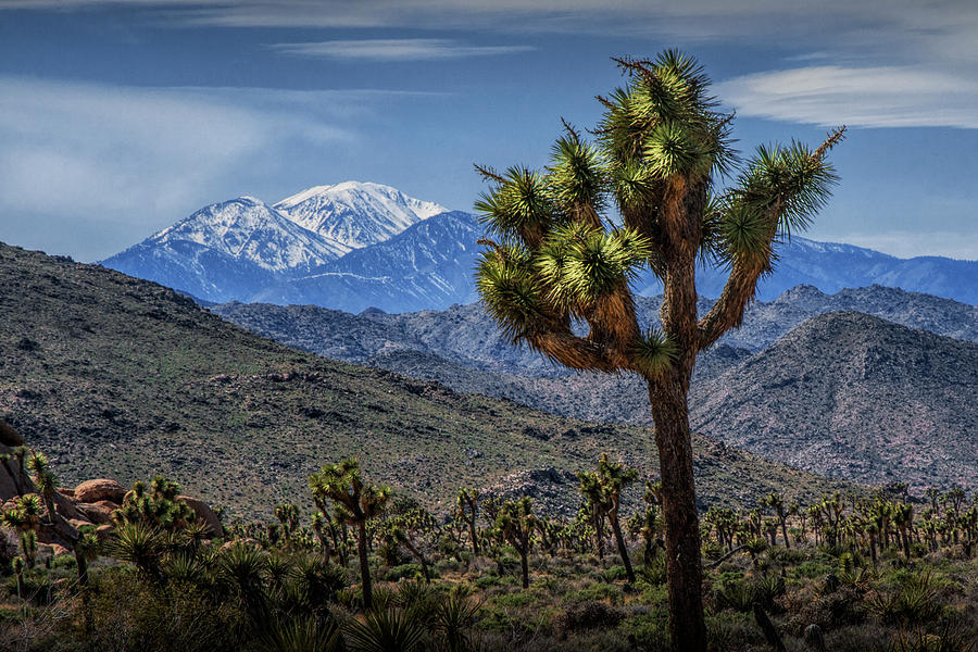 Joshua Tree in Joshua Park National Park with the Little San Bernardino Mountains in The Background Photograph by Randall Nyhof