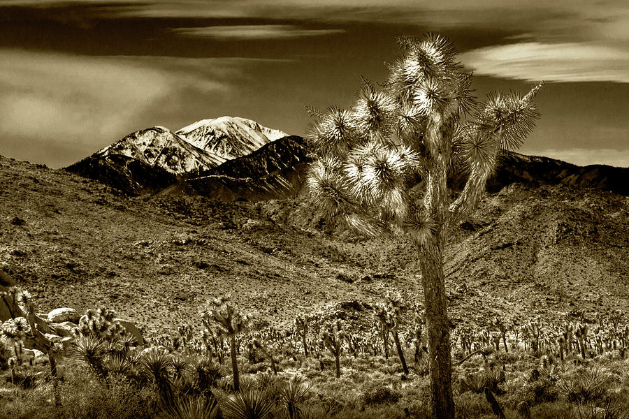 Joshua Tree in Sepia Tone by the Little San Bernardino Mountains Photograph by Randall Nyhof
