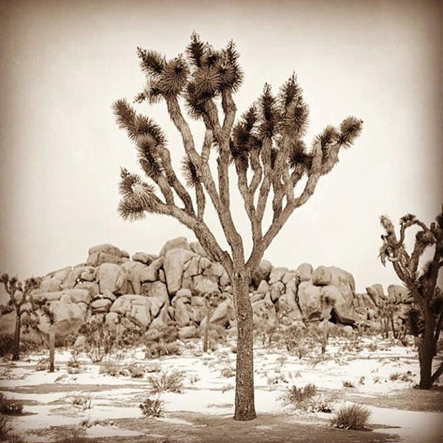 Desert Photograph - Joshua Tree In Snow. A Rare Sight by Alex Snay