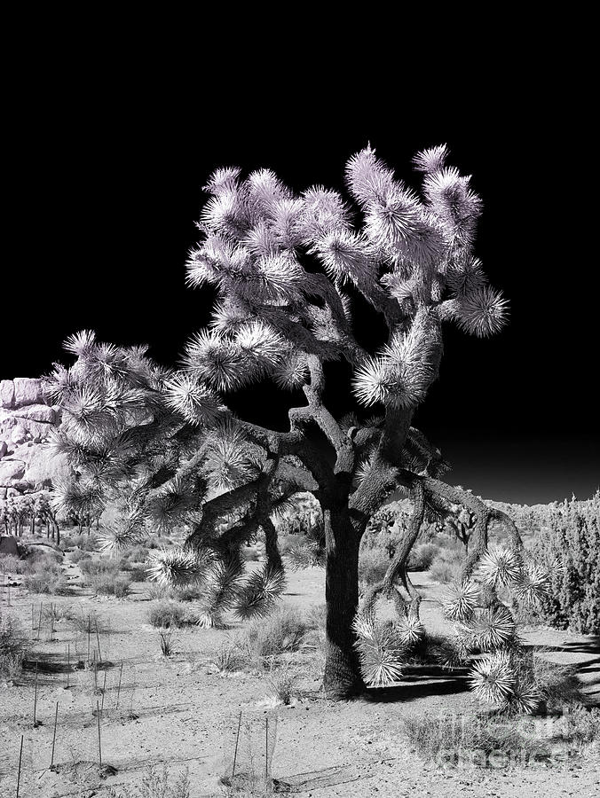 Joshua Tree Infrared Photograph by Blake Webster
