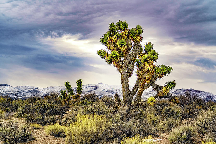 Joshua Tree On The Extraterrestrial Highway Photograph