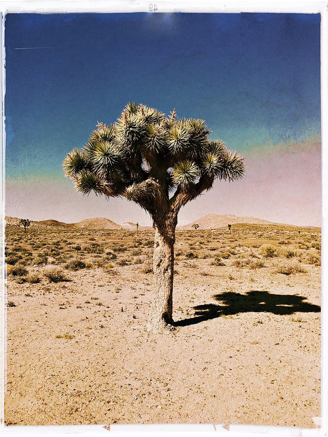 Joshua Tree Photograph by Judith Kitzes - Pixels