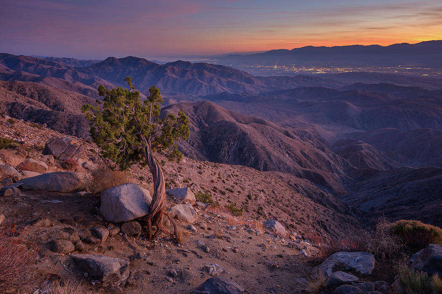 Joshua Tree - Keys View Juniper and Coachella Valley Photograph by Alexander Kunz