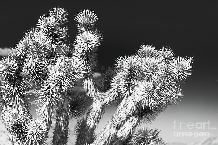 Joshua Tree Las Vegas Black and White Photograph by Blake Webster