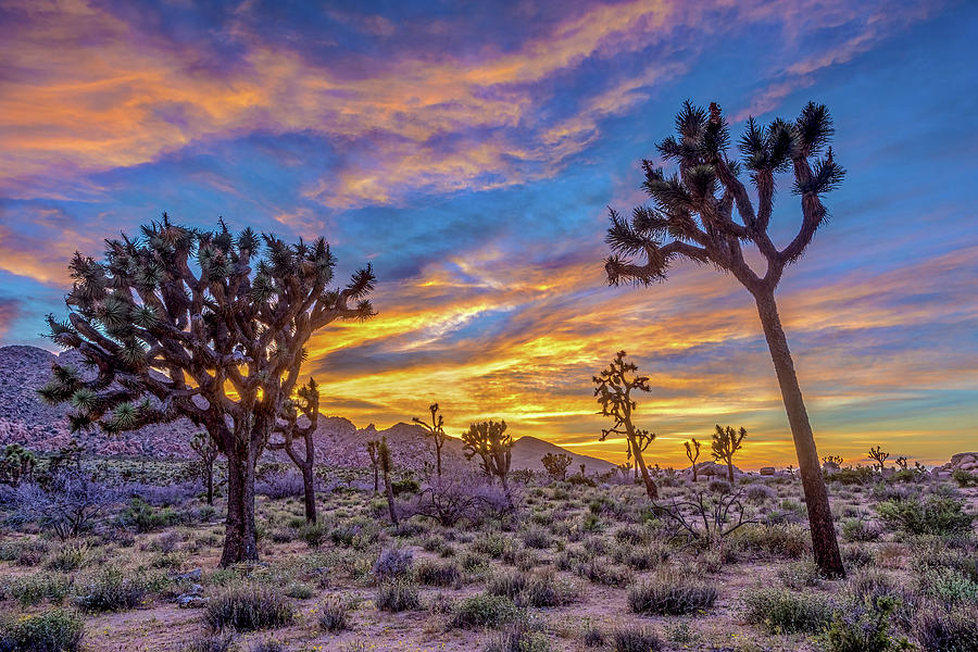 Joshua Tree Magic Sunset Photograph by Peter Tellone