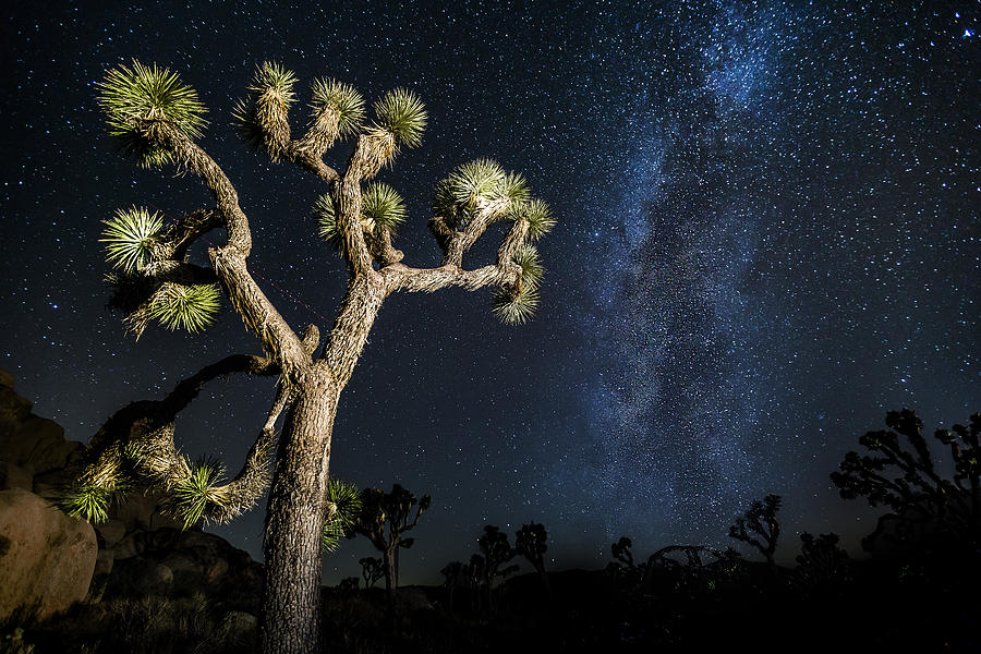 Joshua Tree Milky Way Photograph By Casey Kiernan Fine Art America
