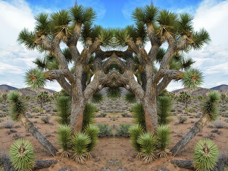 Joshua Tree Mirror Photograph by Kyle Hanson