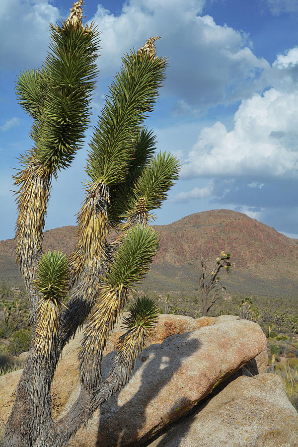 Joshua Tree Mojave Portrait Photograph by Kyle Hanson