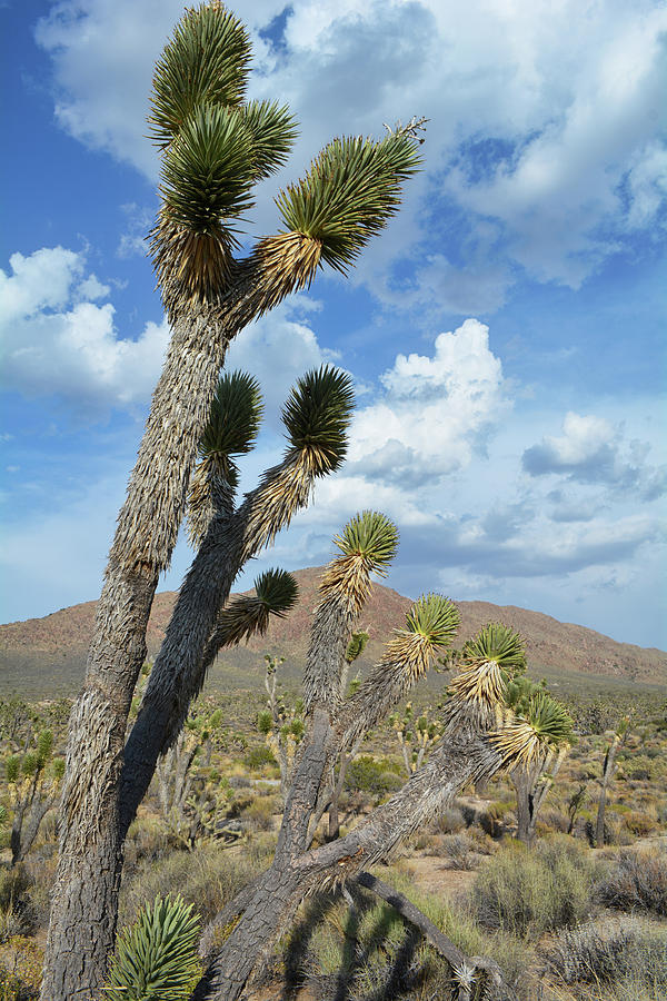 Joshua Tree Mojave Preserve Portrait Photograph by Kyle Hanson