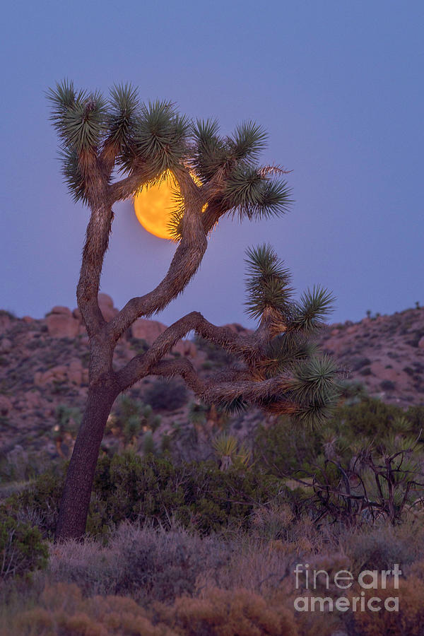 Joshua Tree Moonrise Photograph by Lisa Manifold