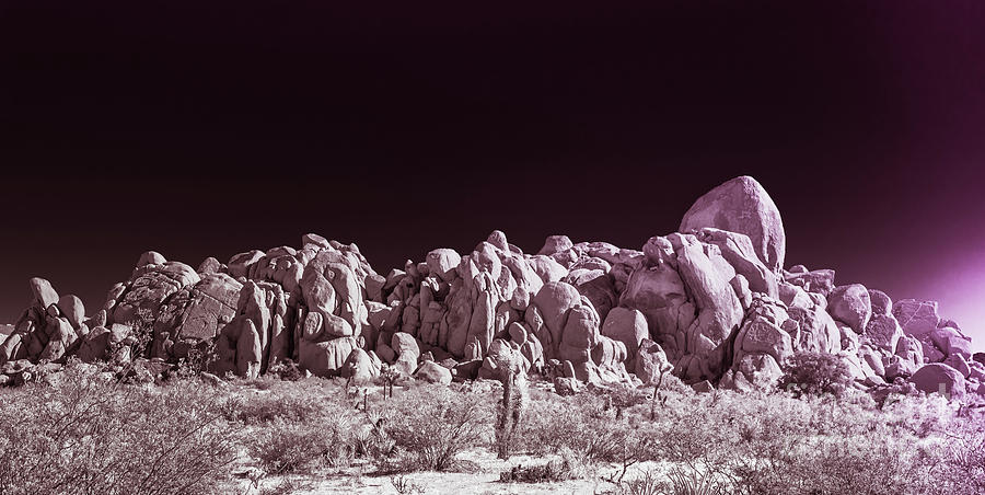Joshua Tree Moonscape Photograph by Blake Webster