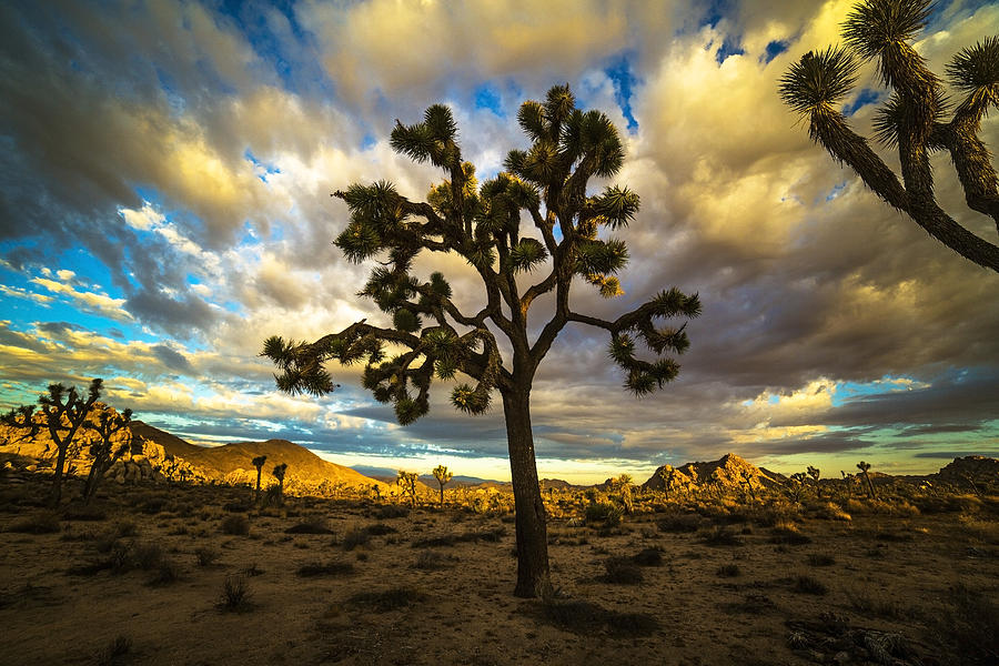 Joshua Tree Morning Photograph by Casey Kiernan - Fine Art America