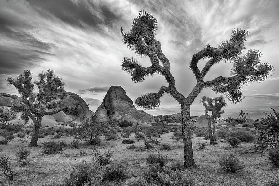 Black And White Photograph - Joshua Tree National Park Black and White Landscape by Dave Dilli