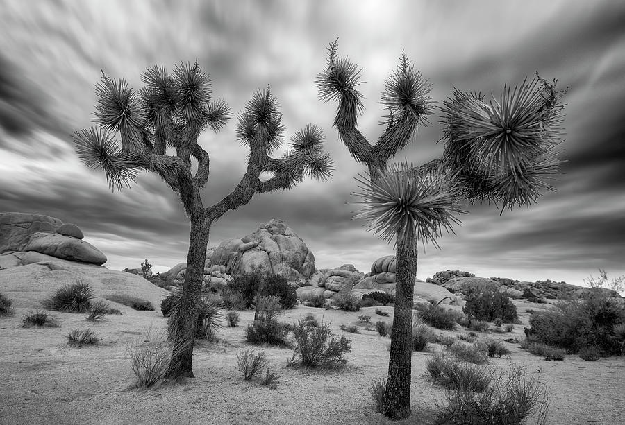 Joshua Tree National Park Black and White Sunrise Photograph by Dave Dilli