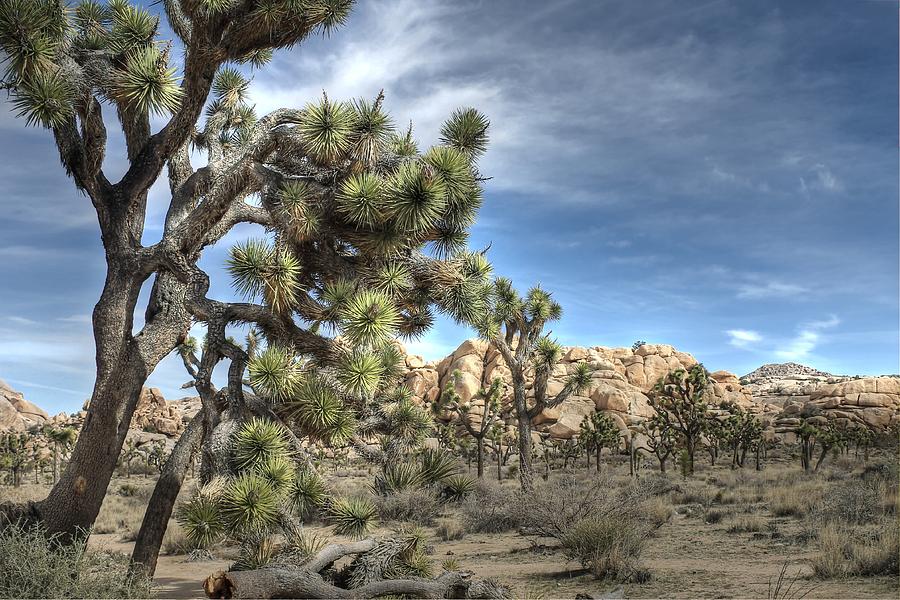 Joshua Tree National Park Photograph by Jane Linders