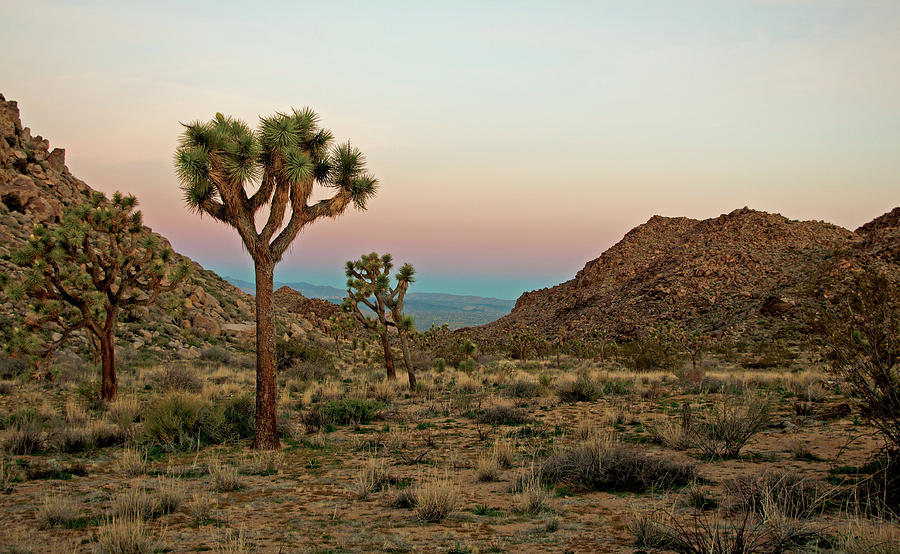 Joshua Tree National Park, California Photograph by Denise Strahm