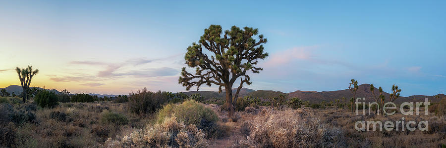 Joshua Tree National Park Panorama  Photograph by Michael Ver Sprill
