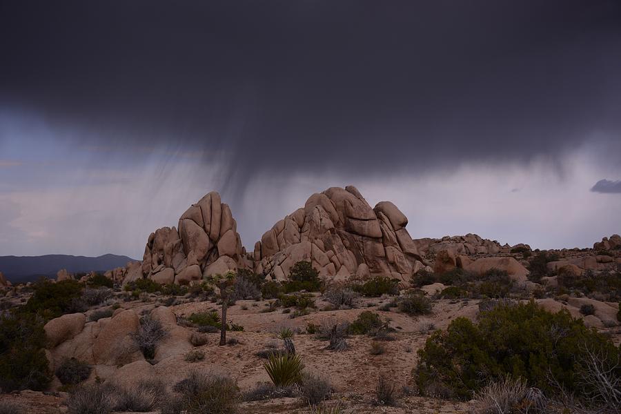 Joshua Tree National Park Rain Photograph by Cathy Nelson