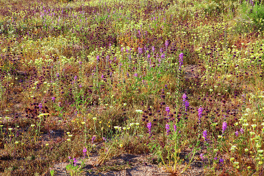 Joshua Tree National Park Wildflower Meadow - An Intimate Landscape Photograph by Ram Vasudev