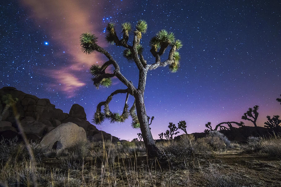 Joshua Tree Night Photograph By Casey Kiernan