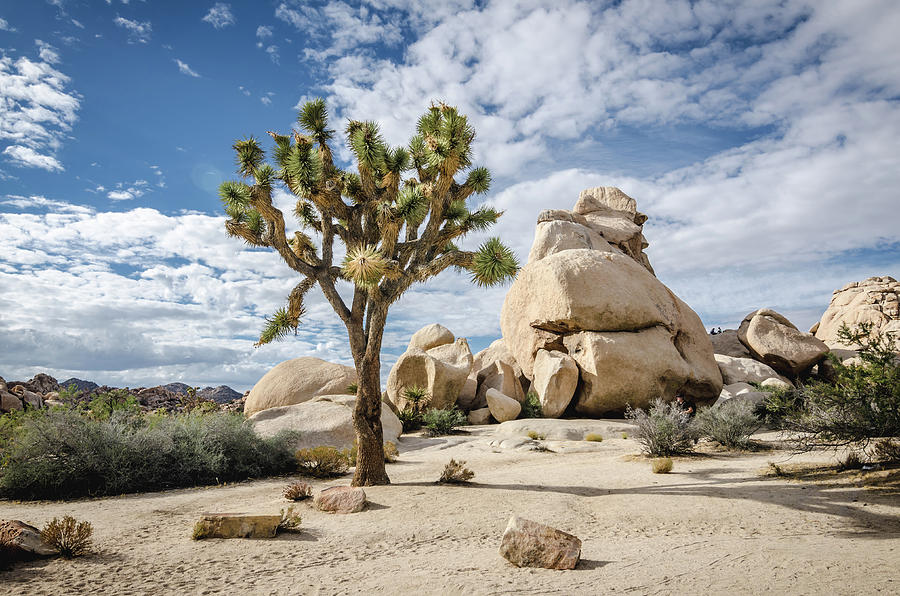 Joshua Tree No.2 Photograph by Margaret Pitcher