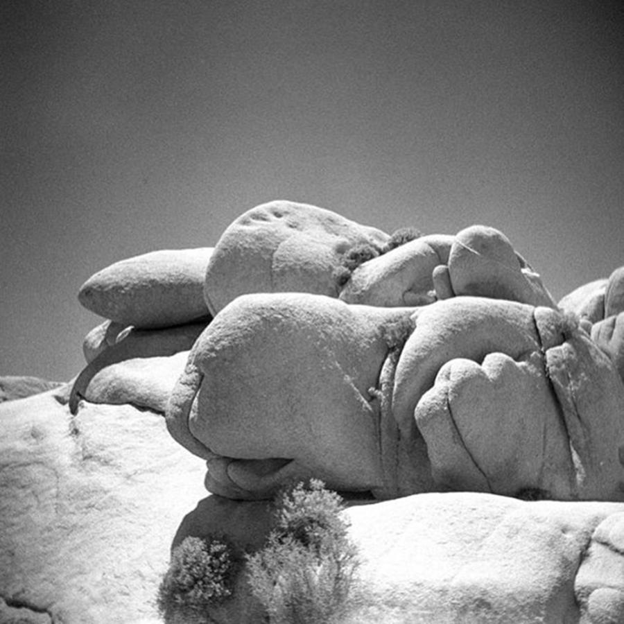 Lomography Photograph - Joshua Tree Nose Rock. I Love This by Alex Snay