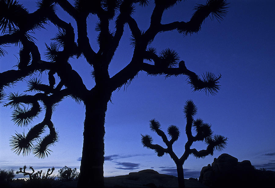 Joshua Tree NP at Sunset Photograph by Doug Davidson