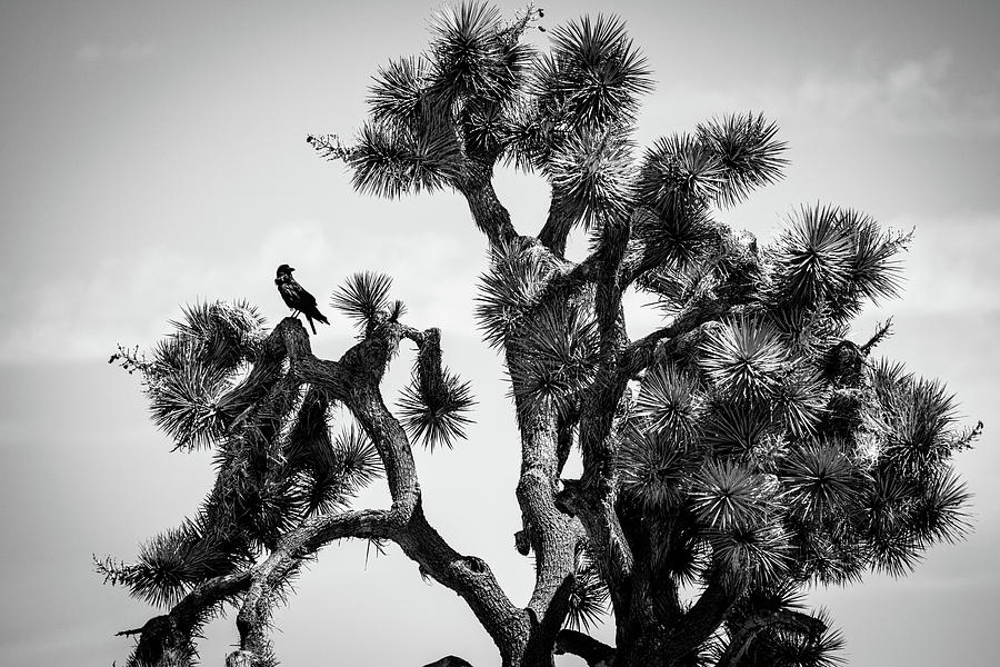 Joshua Tree NP crow BW Photograph by Derek Bratton