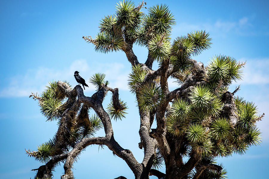 Joshua Tree NP crow C Photograph by Derek Bratton