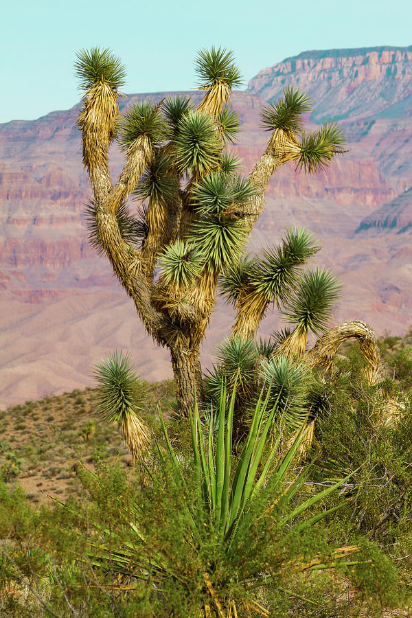 Joshua Tree of the Desert Photograph by Bonnie Follett