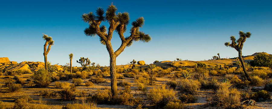 Desert Photograph - Joshua Tree Panoramic by Alex Snay
