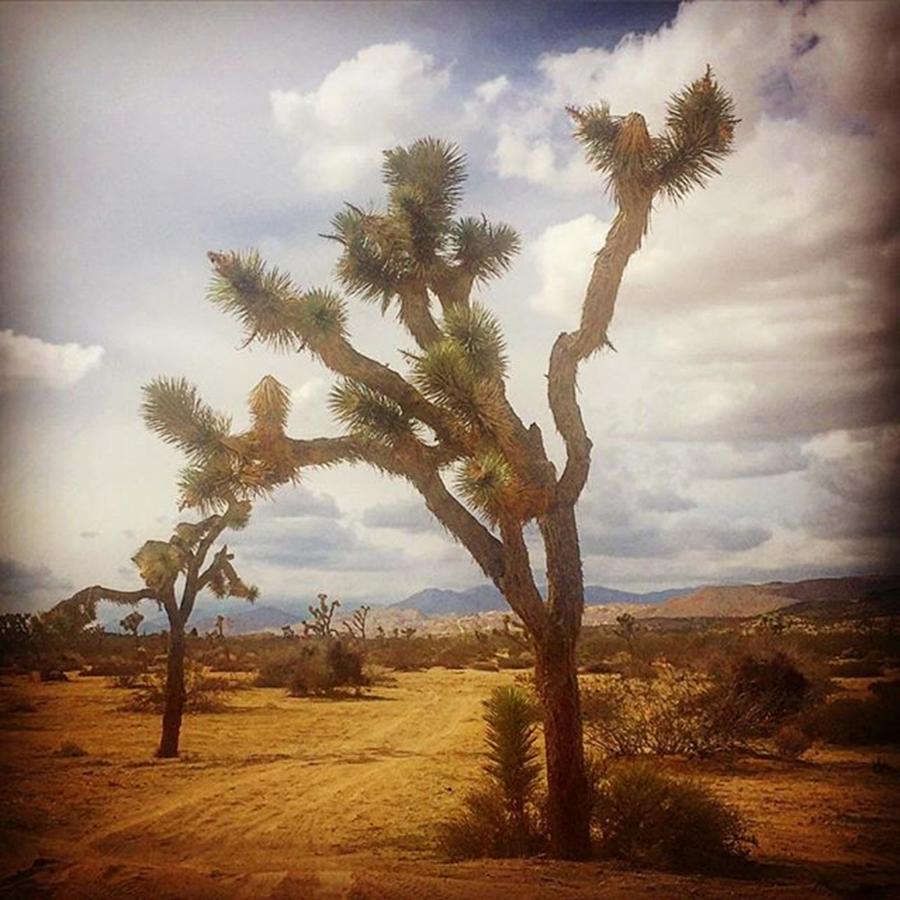 Desert Photograph - Joshua Tree. #photographer #photo by Alex Snay