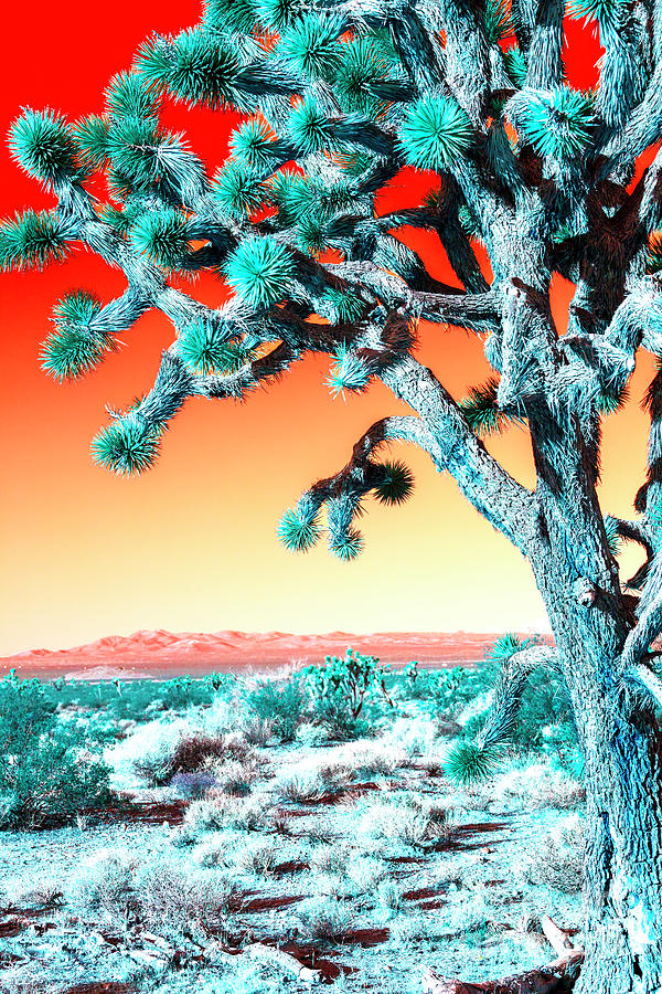 Joshua Tree Pop Art at Mojave National Preserve Photograph by John Rizzuto