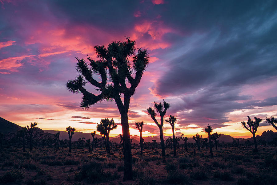 sunset purple tree photography