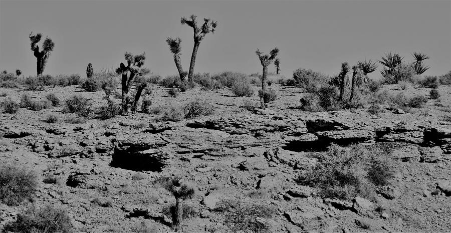 Desert Photograph - Joshua Tree Ridge by John Glass