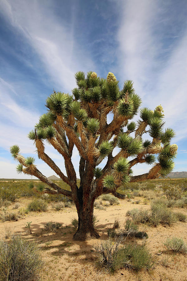 Landscape Photograph - Mojave Sentinel by Robin Street-Morris Landscape Photograph - Mojave Sentinel by Robin Street-Morris