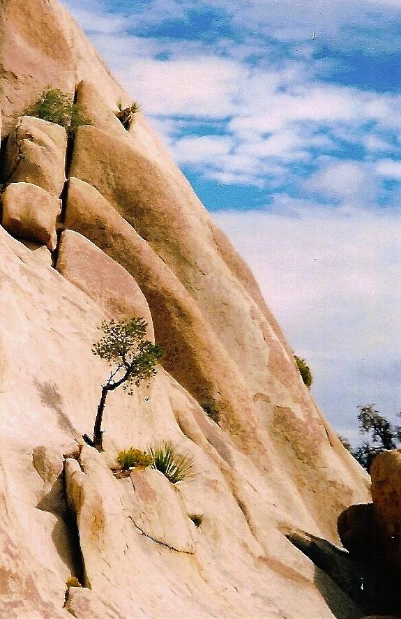Joshua Tree rock climbing Photograph by Leizel Grant
