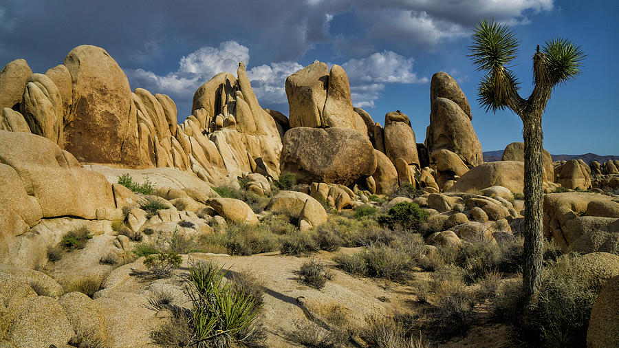 Joshua Tree Rocks Photograph by Peter Crook | Fine Art America