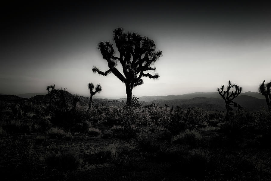 Sunrise in Joshua Tree BW Photograph by Sandra Selle Rodriguez