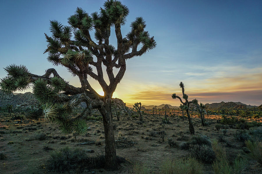 Joshua Tree Photograph by Shane Norris - Fine Art America