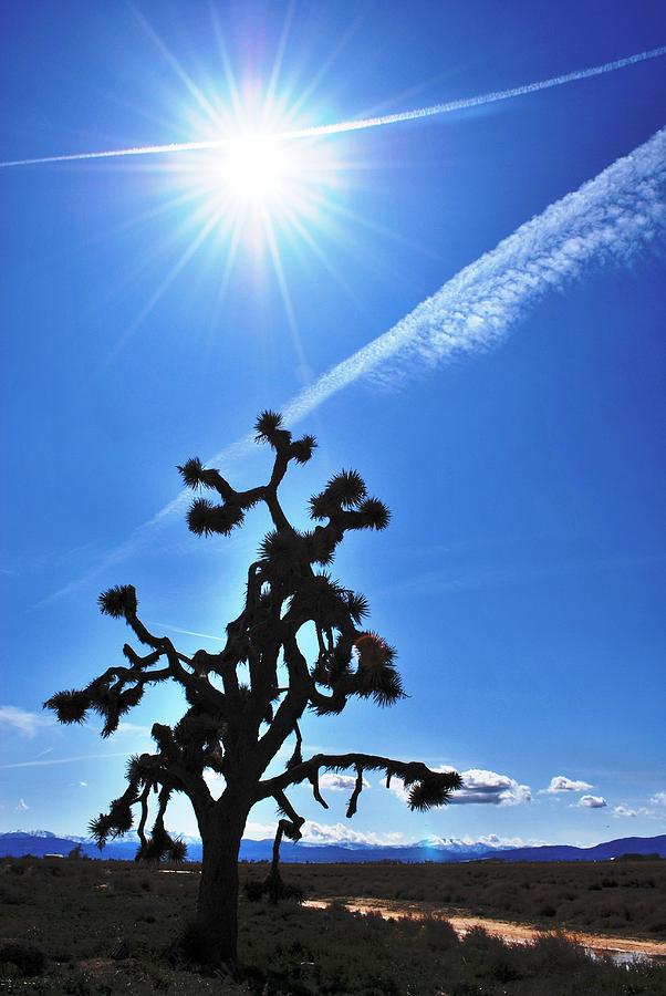 Tree Photograph - Joshua Tree Silhouette in the Sun  by Matt Quest