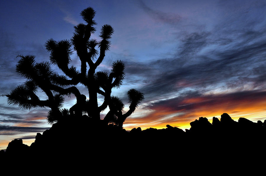 Joshua Tree Silhouette Photograph by Sandy Fisher