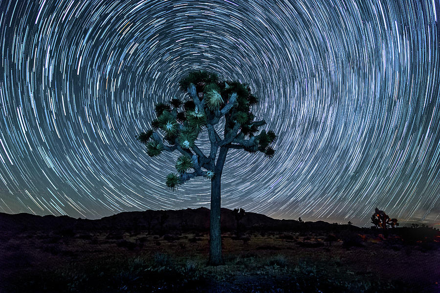 Joshua Tree Spiral Photograph by Peter Tellone