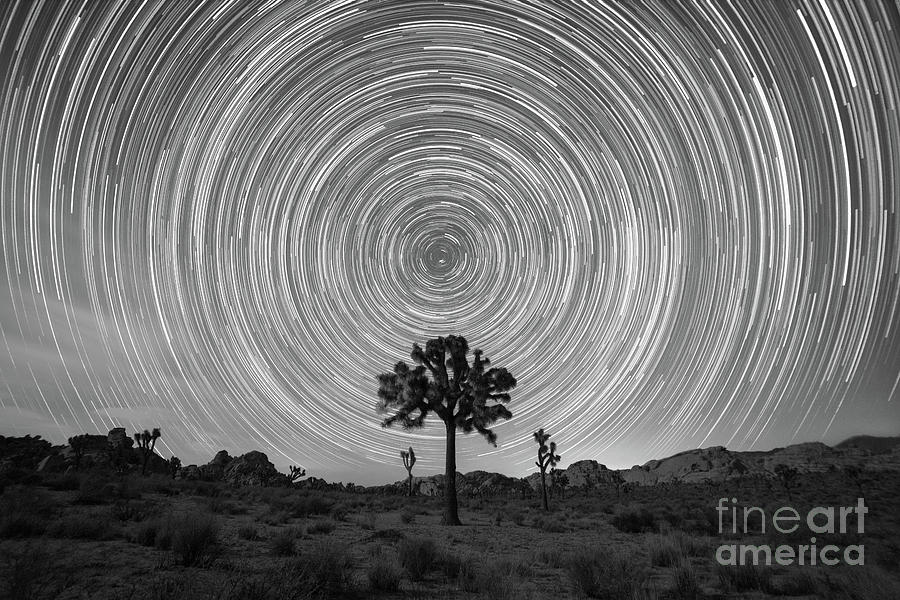 Joshua Tree Star Trails BW Photograph by Michael Ver Sprill