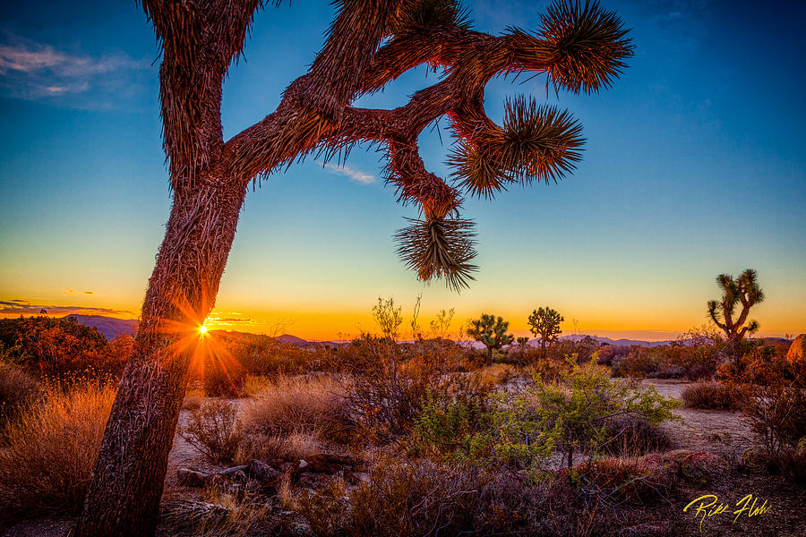 Joshua Tree Sun Peek Photograph by Rikk Flohr